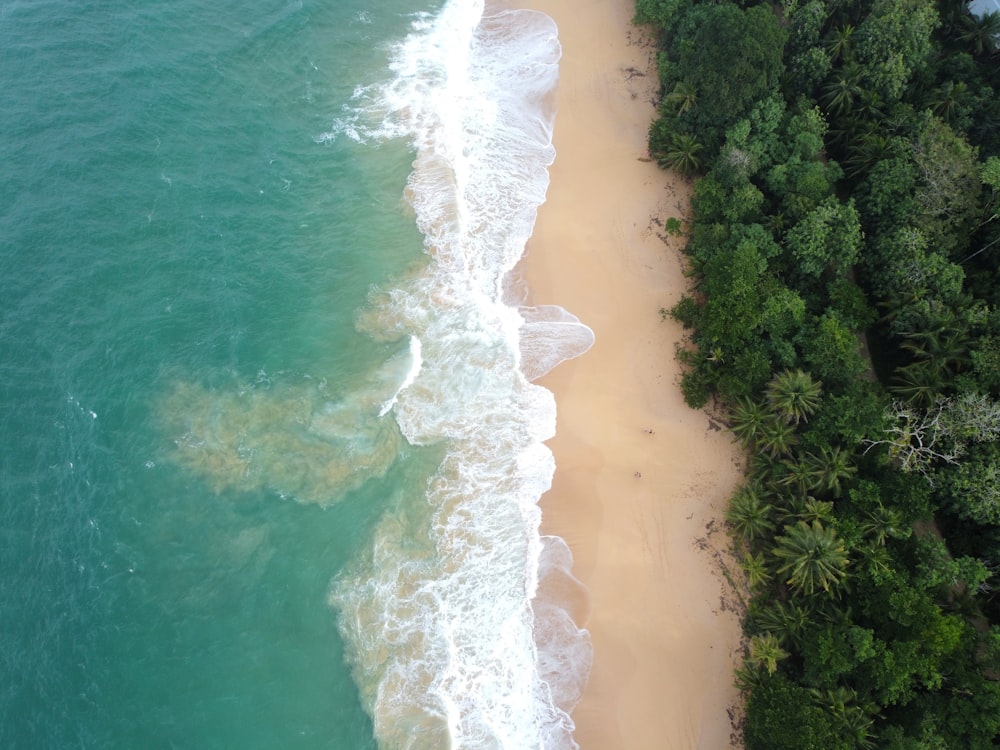 aerial view of green trees beside body of water during daytime