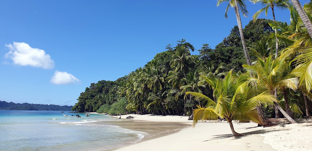 palme verdi sulla spiaggia di sabbia bianca durante il giorno
