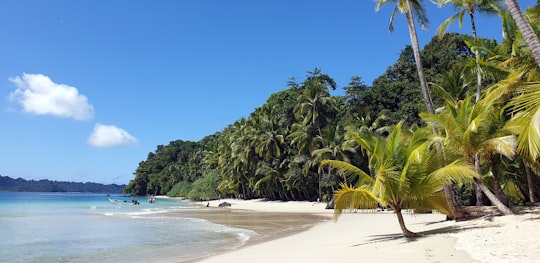 green palm trees on white sand beach during daytime in Parque Nacional de Isla Coiba Panama