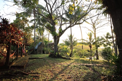 green trees on brown soil during daytime