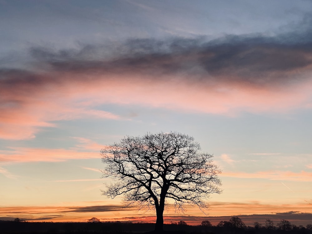 leafless tree under orange and blue sky