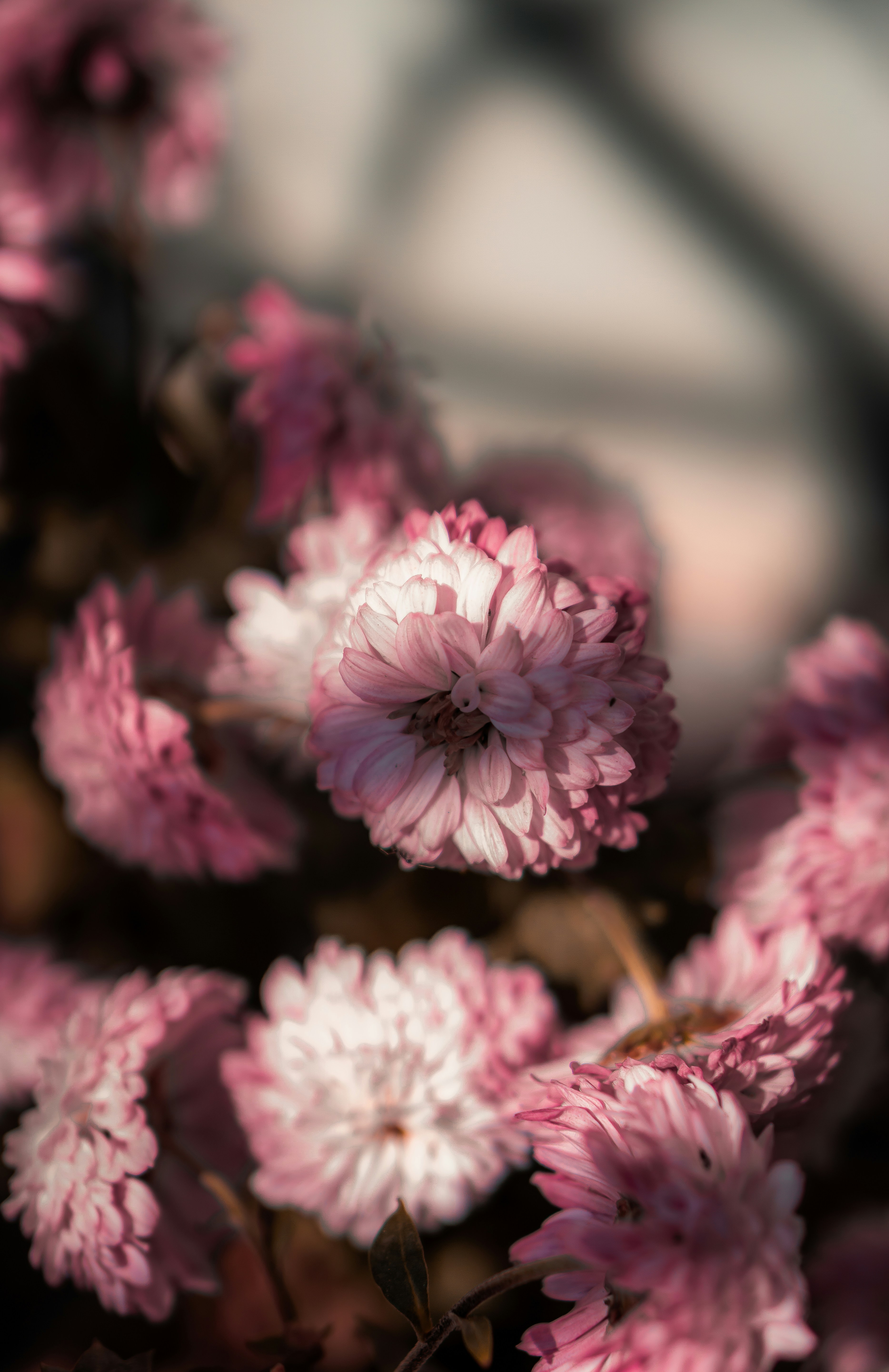 Photo by shuvrosettledown