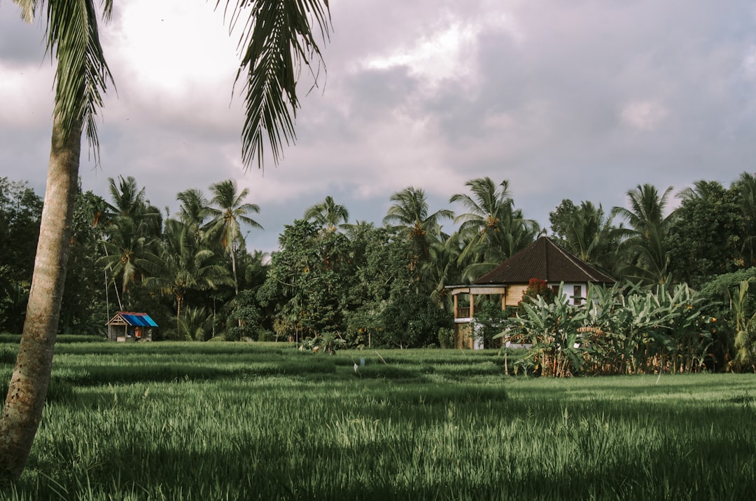 green grass field near green palm trees under cloudy sky during daytime