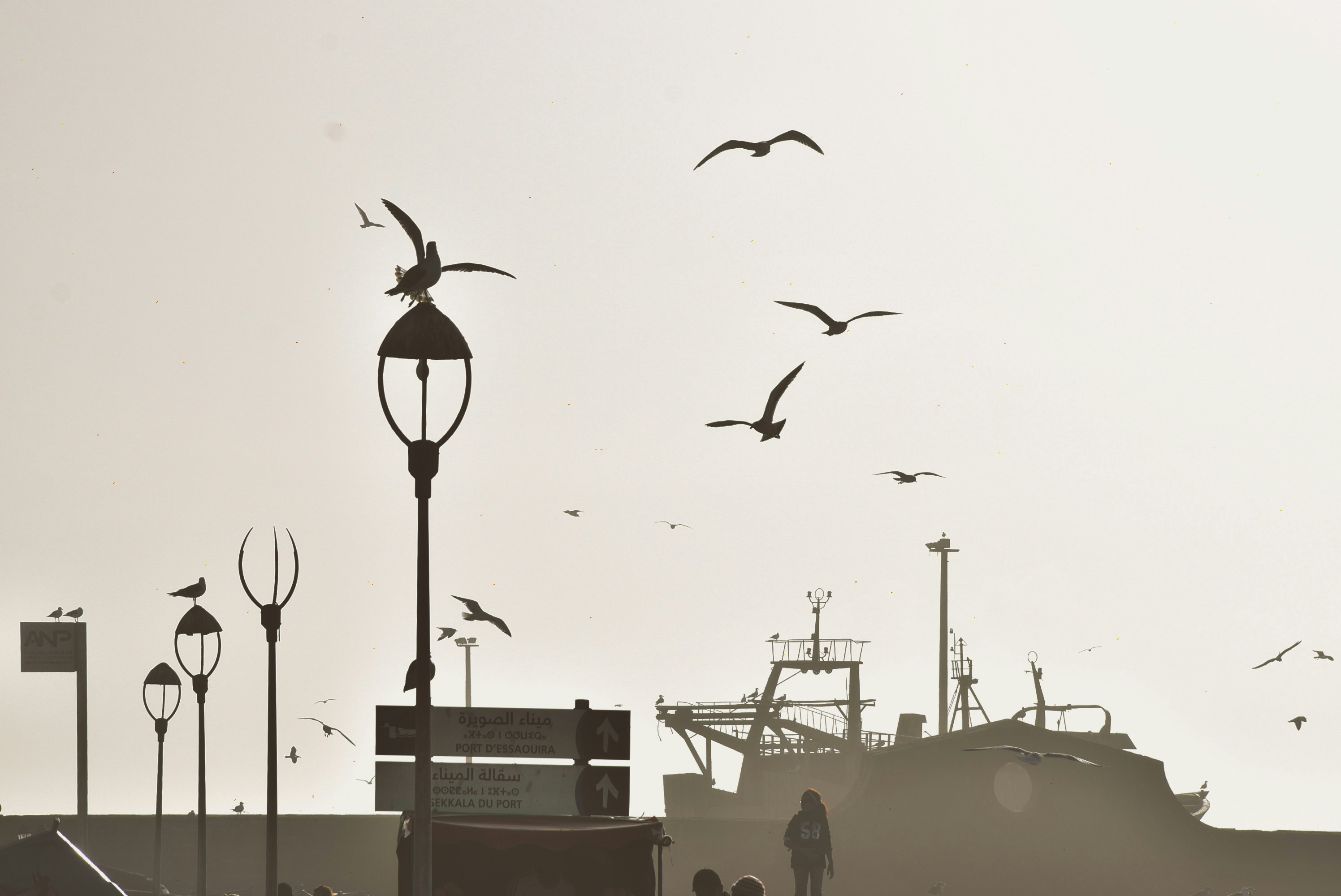 Tagsüber fliegen Vögel über das Gebäude