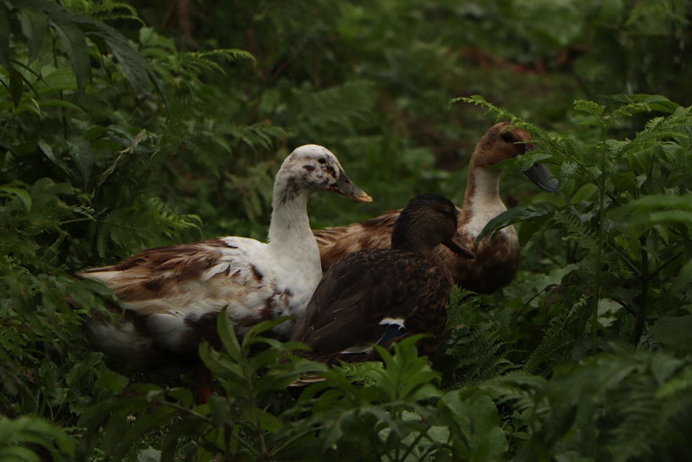 white duck on green grass during daytime