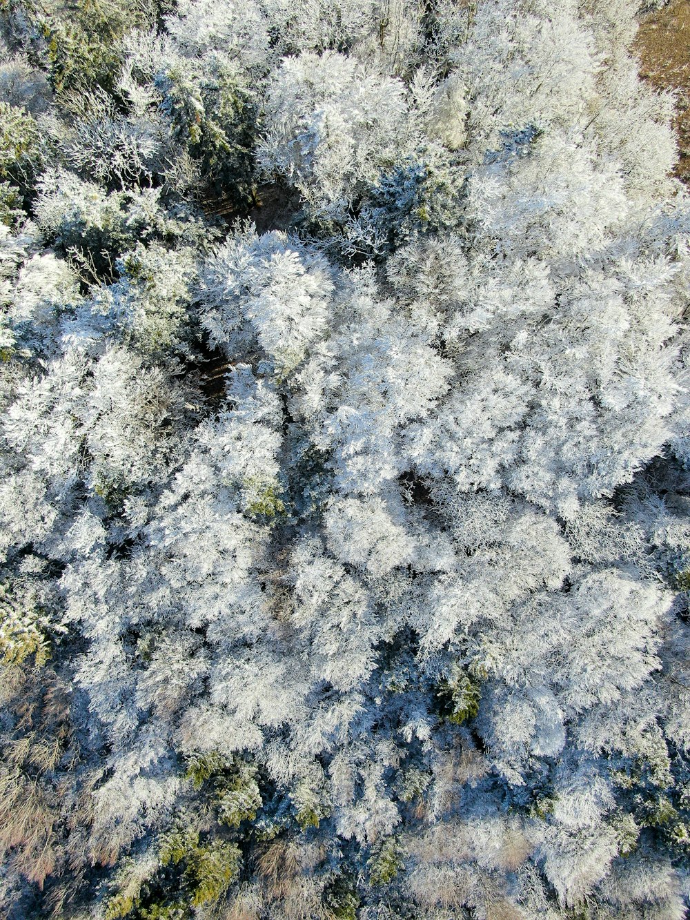 Eine Gruppe von schneebedeckten Bäumen neben einem Wald