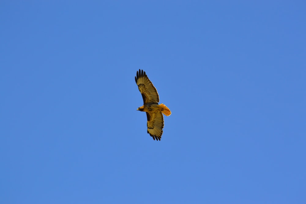 brown and black bird flying during daytime