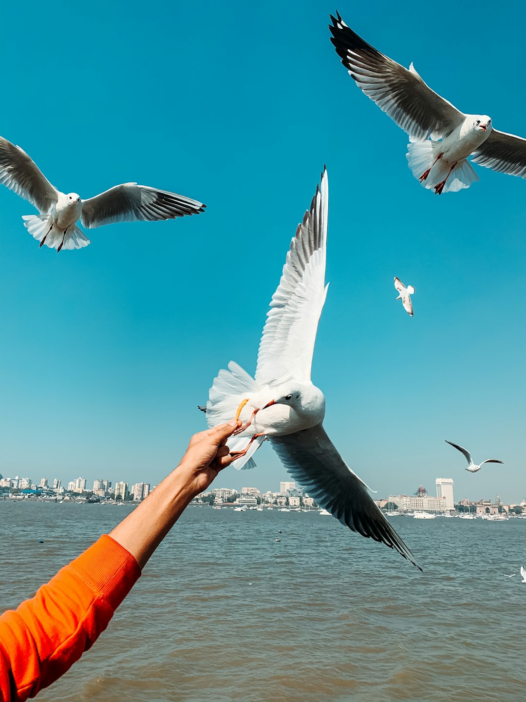 white and black bird flying over the sea during daytime