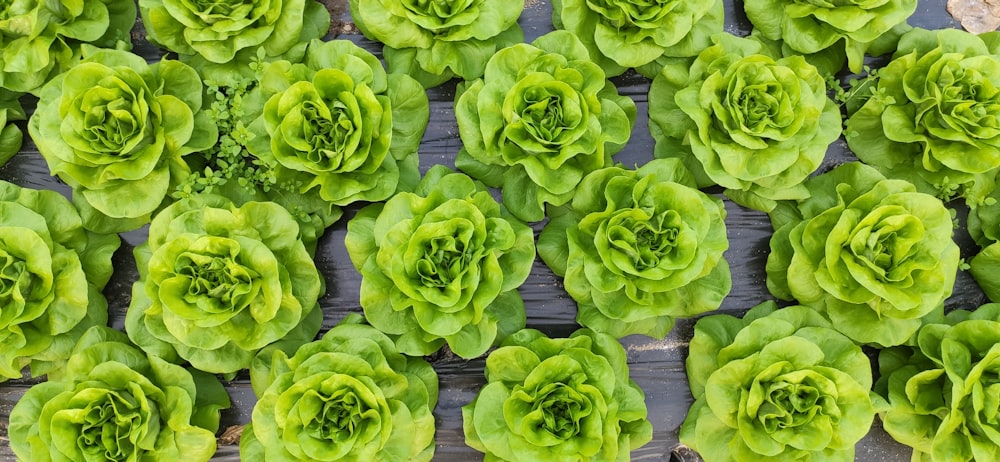 green succulent plants on gray concrete floor