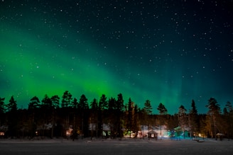 green trees on a sunny day
