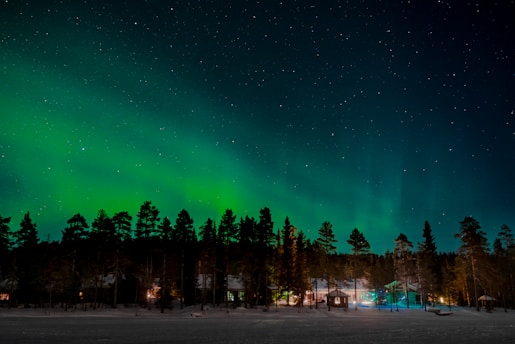 green trees on a sunny day