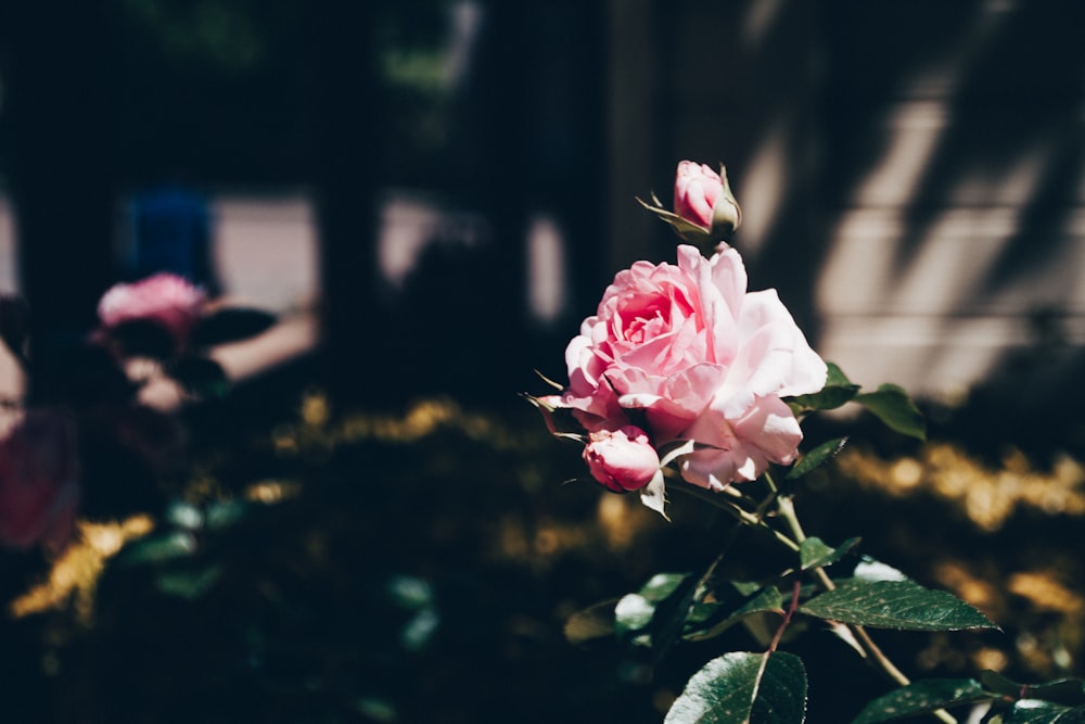 pink rose in bloom during daytime