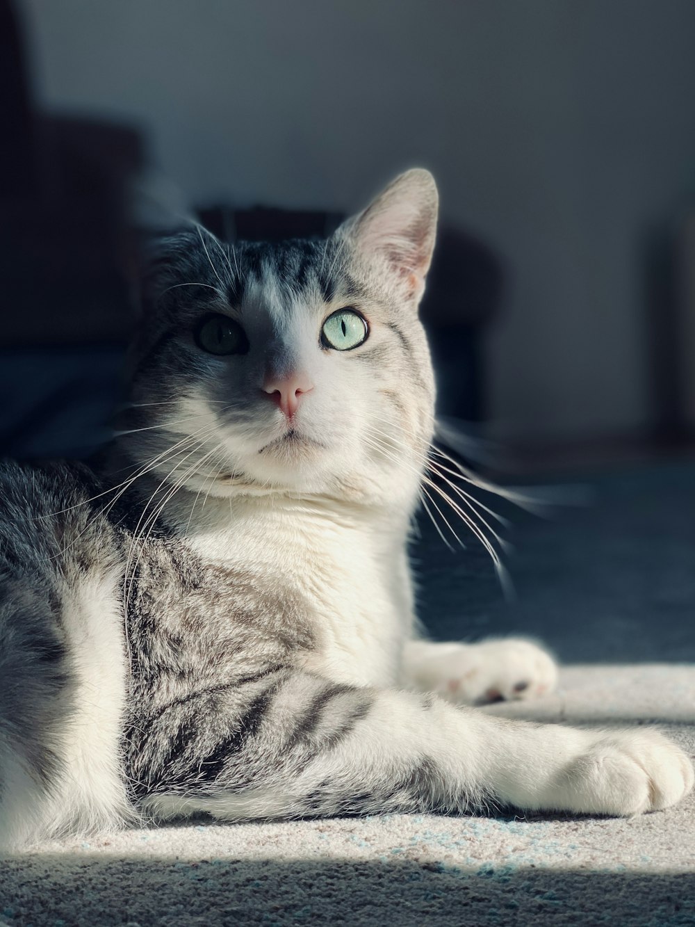 white and black cat lying on floor