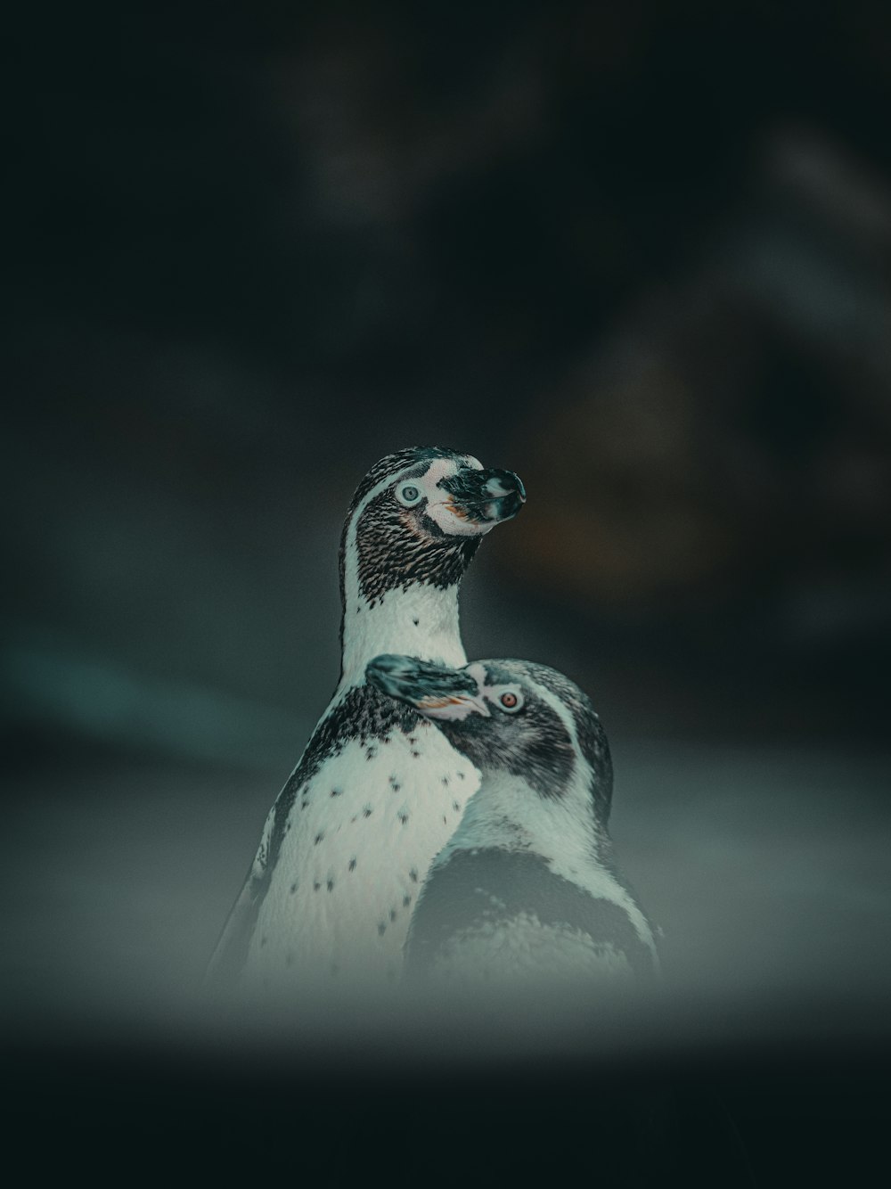 pinguino bianco e nero in fotografia ravvicinata