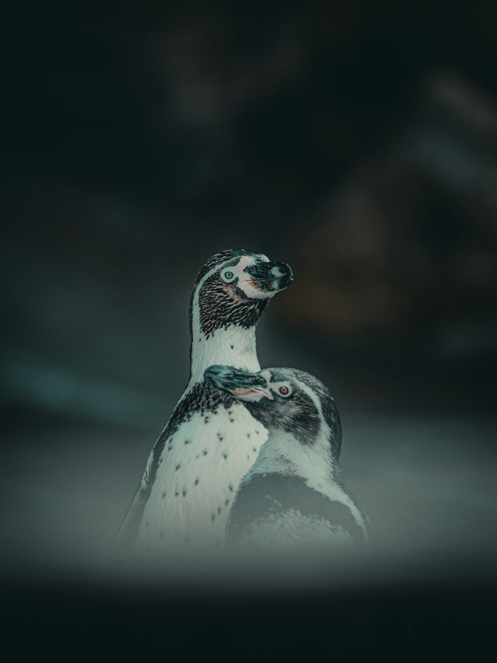 pinguim branco e preto na fotografia de perto