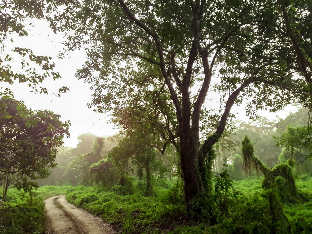 green trees and green grass during daytime