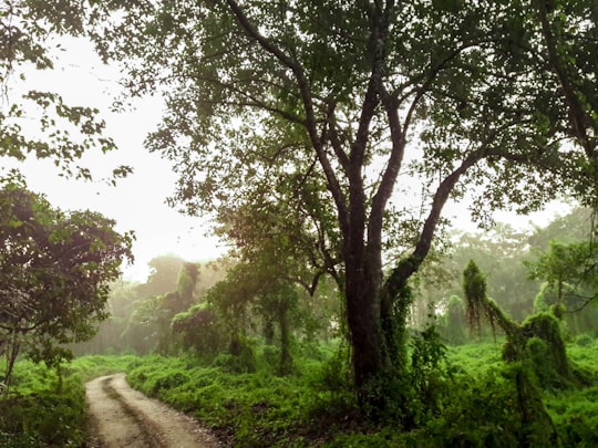 green trees and green grass during daytime in Chitwan Nepal