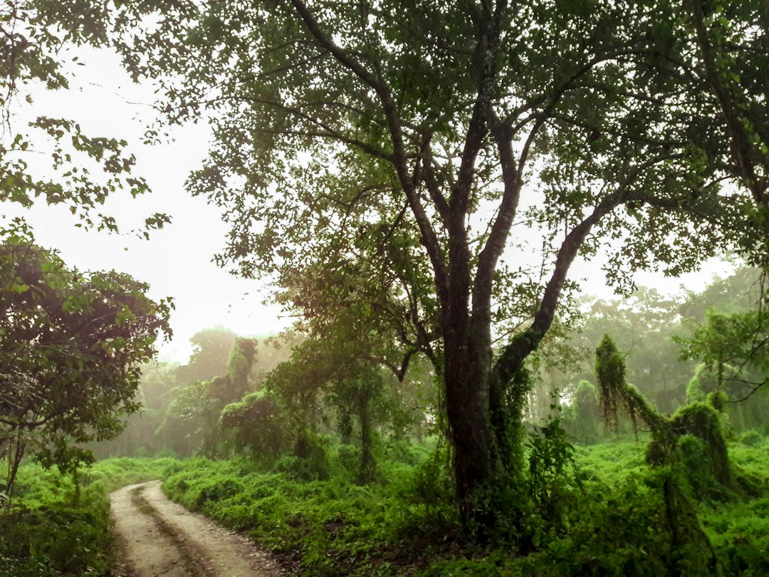 7 Key Differences Between Nepal and India for Travelers to Consider… — 7 Key Differences Between …, photo 3
