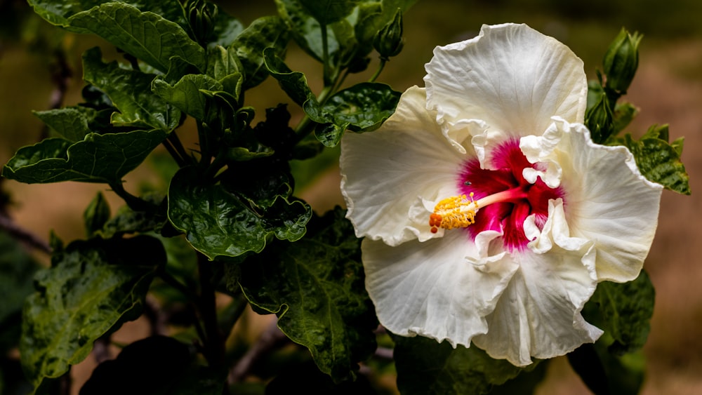 white hibiscus in bloom during daytime