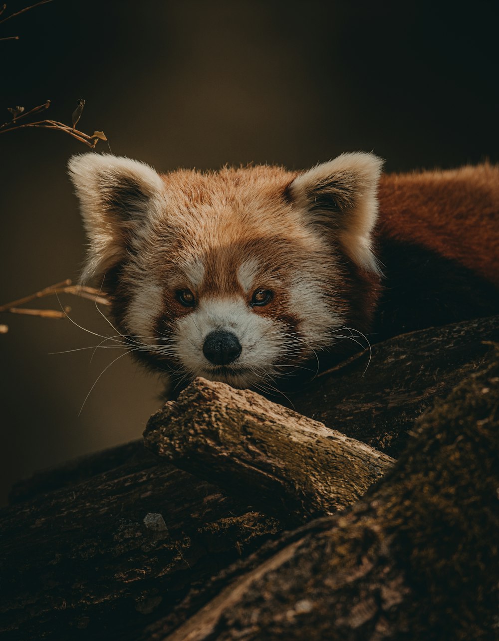 brown and white animal on brown tree branch