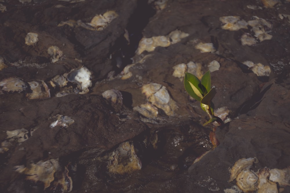 green plant on rocky ground