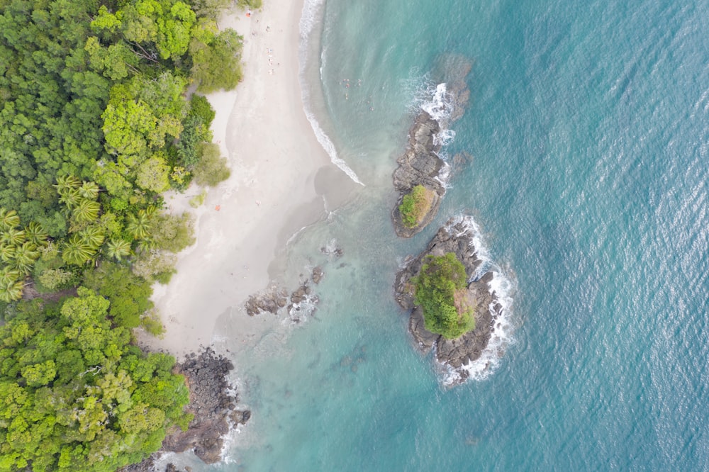 aerial view of green trees beside body of water during daytime