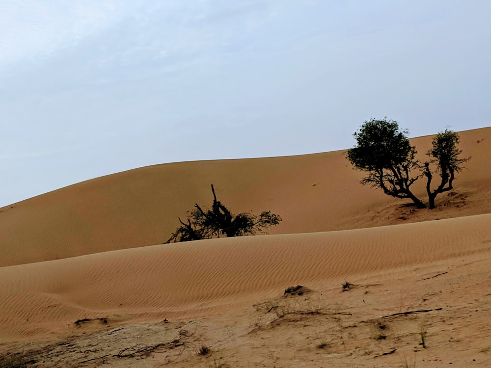 green tree on brown sand