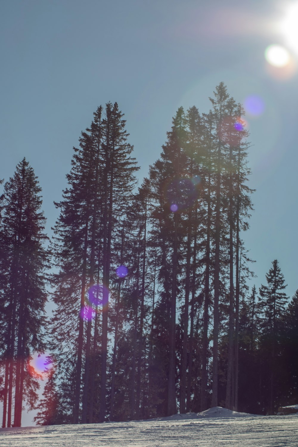 Grüne Kiefern unter blauem Himmel