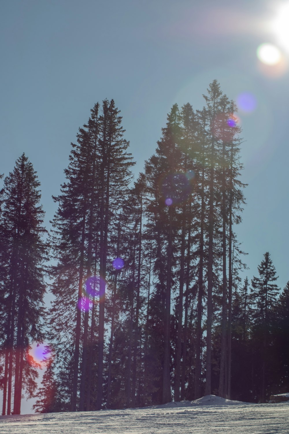 green pine trees under blue sky