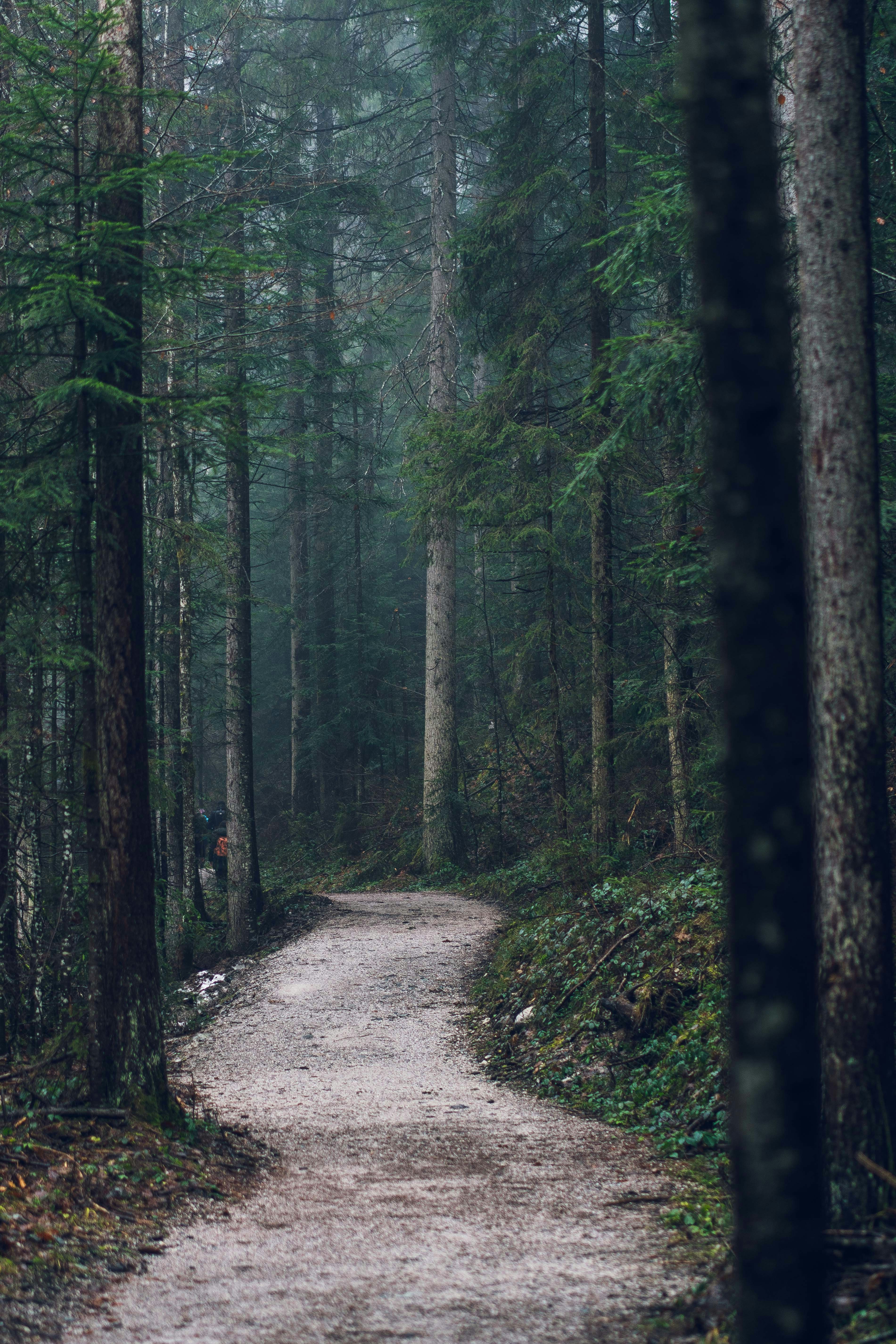 The Consensus Cue Hierarchy: Which Social Proof Signals Matter Most