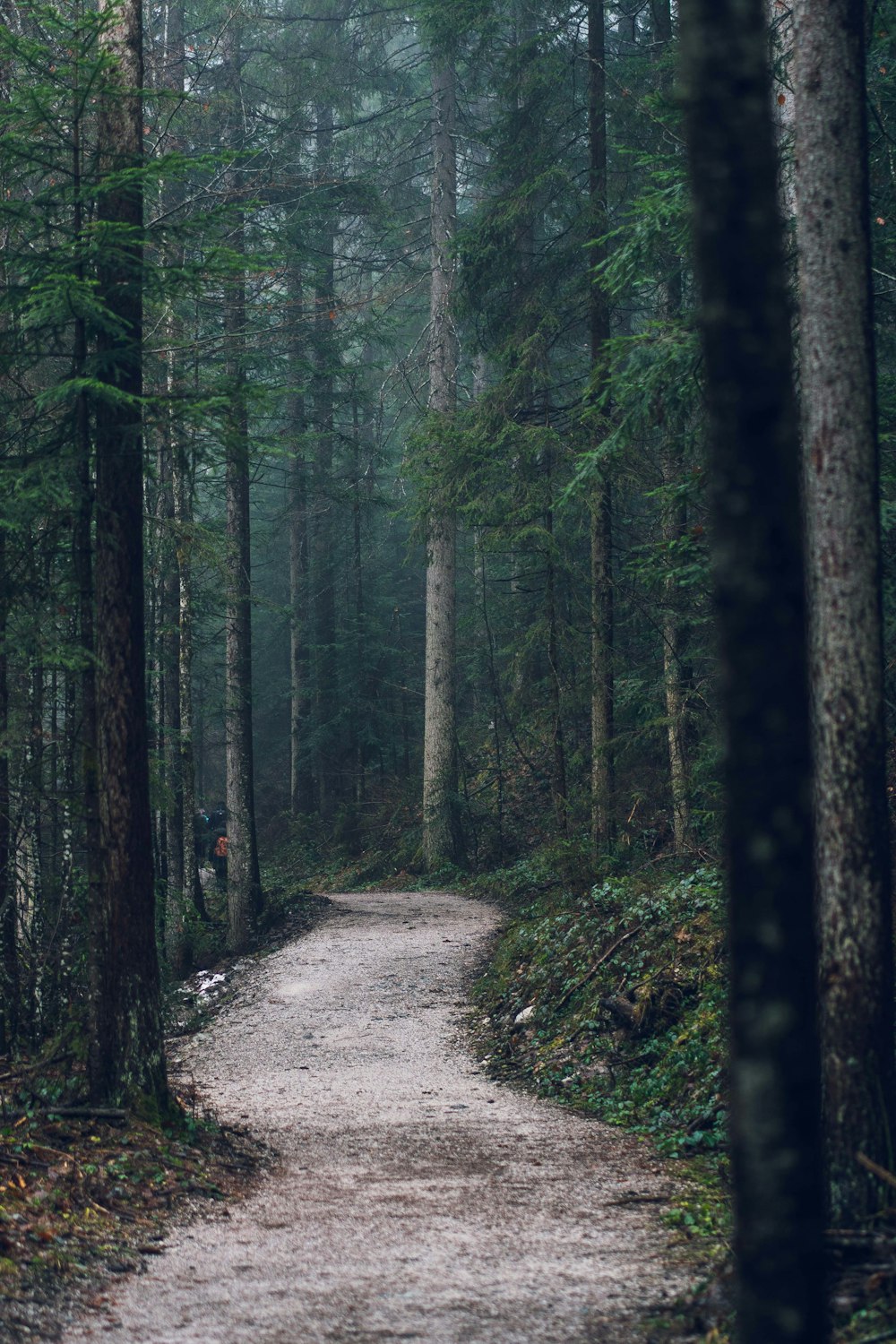 pathway between green trees during daytime