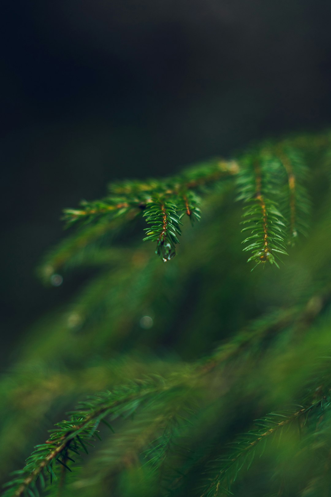 green fern plant in close up photography