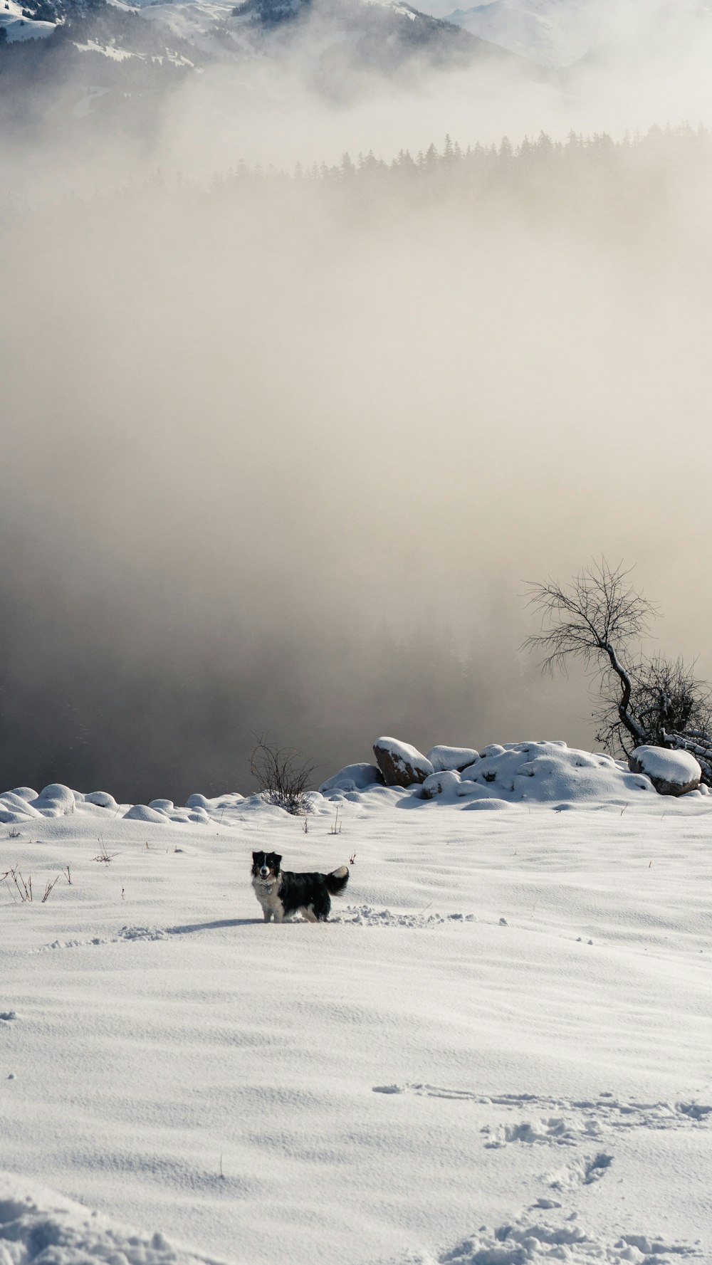 black and white siberian husky on snow covered ground during daytime