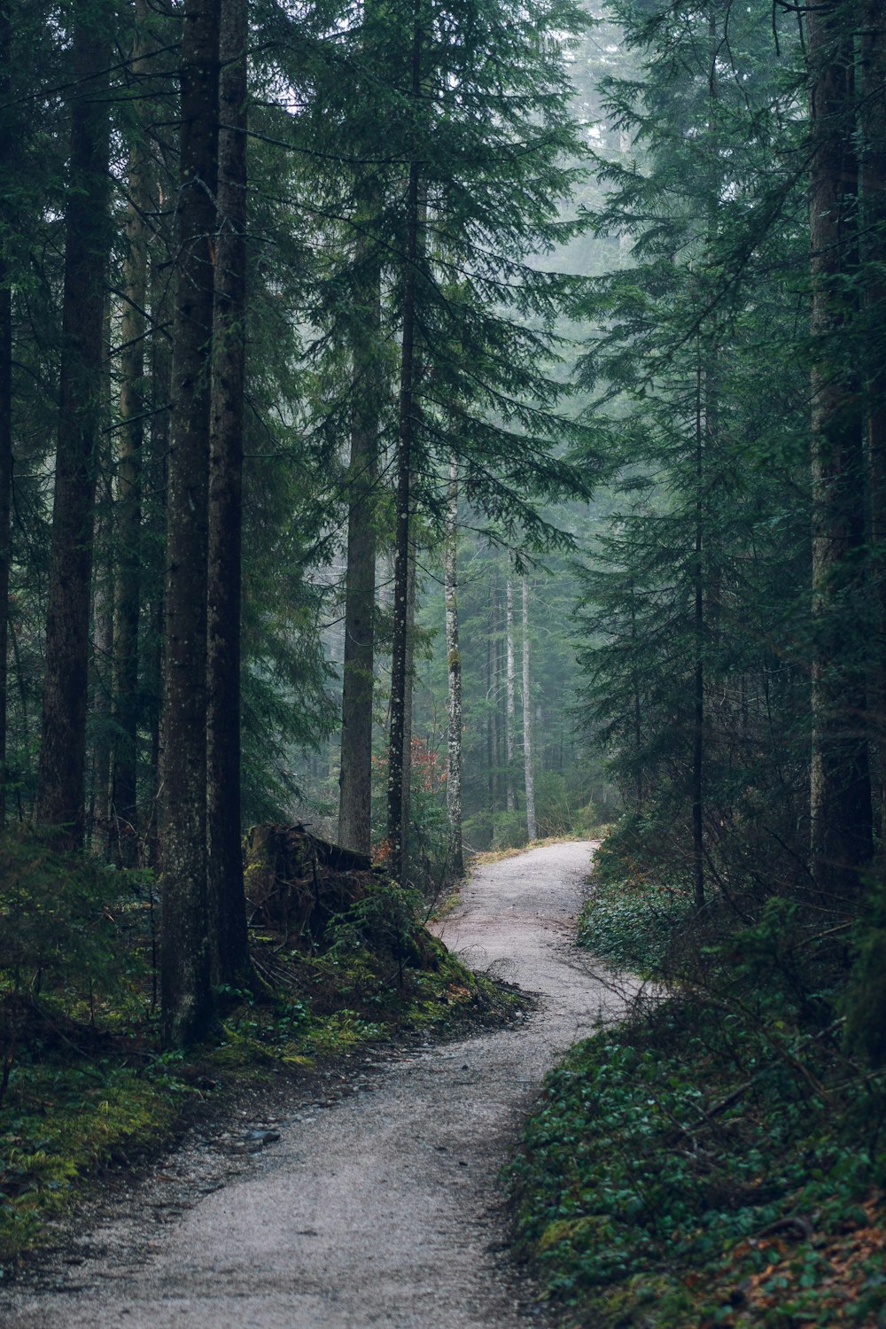 green pine trees on forest during daytime