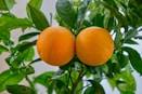 orange fruit on tree during daytime