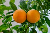 orange fruit on tree during daytime