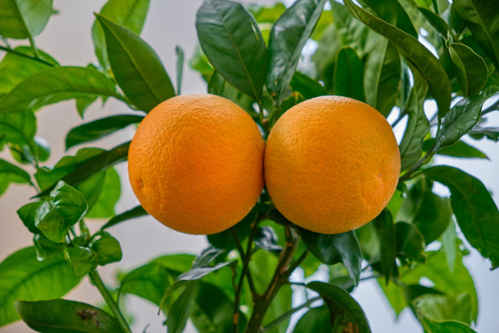 orange fruit on tree during daytime