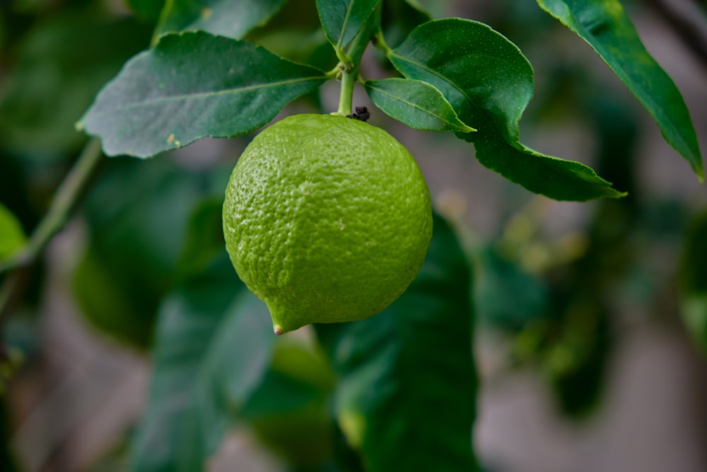 green lemon fruit in close up photography