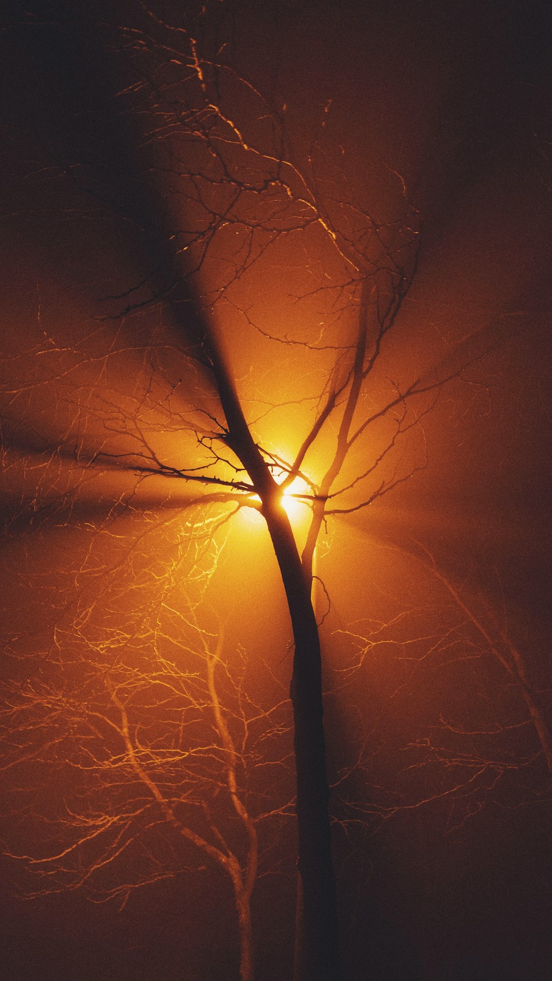 leafless tree during golden hour