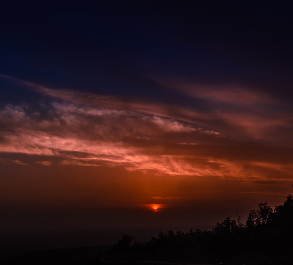 silhouette of trees during sunset