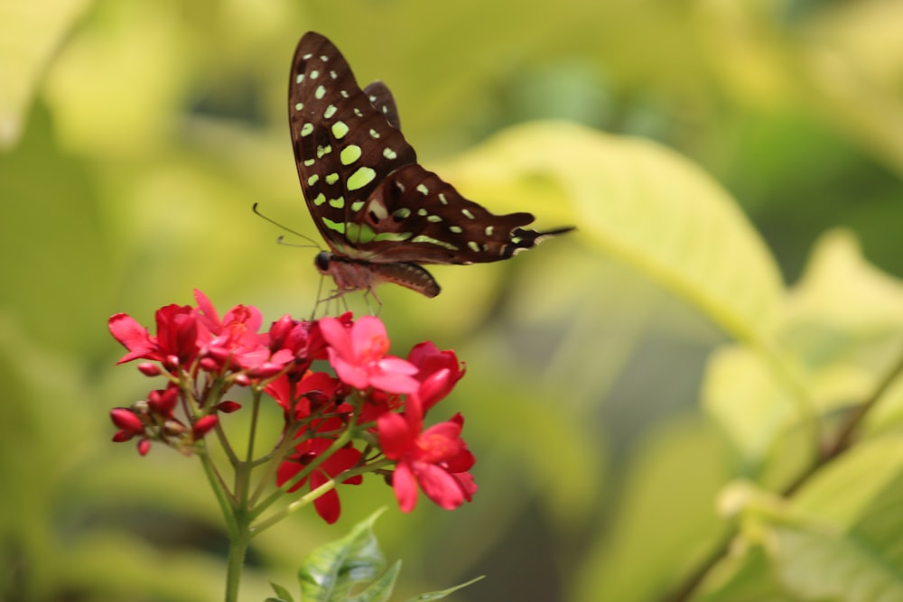 black and white butterfly perched on red flower in close up photography during daytime