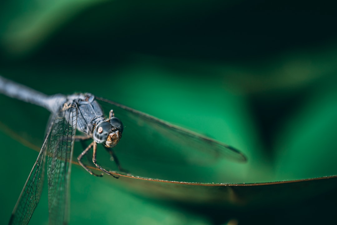 black and white dragonfly perched on brown stem in close up photography during daytime