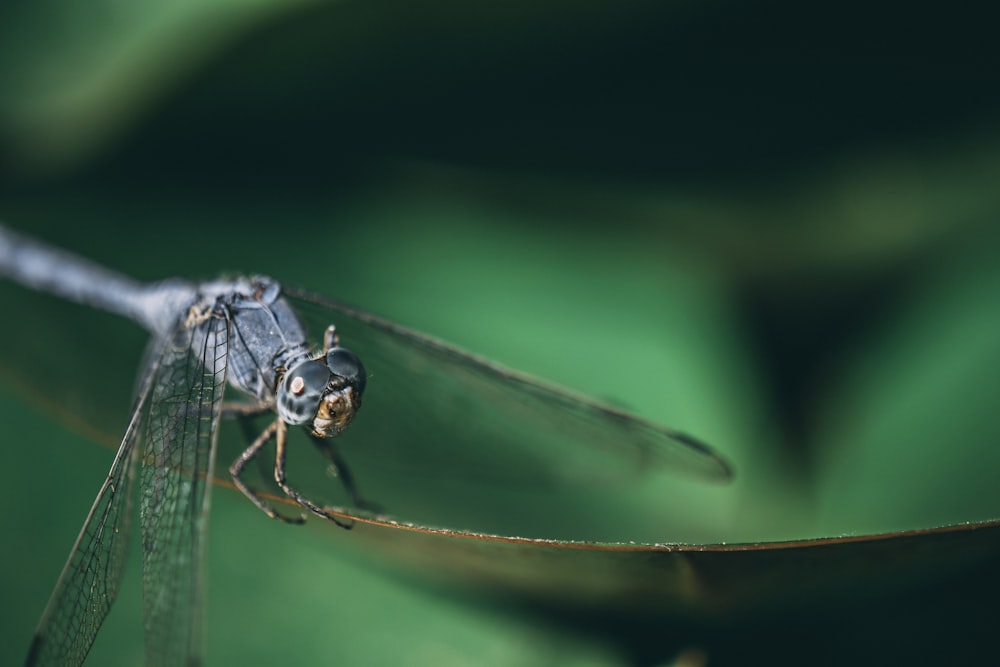 black and white dragonfly perched on brown stem in close up photography during daytime