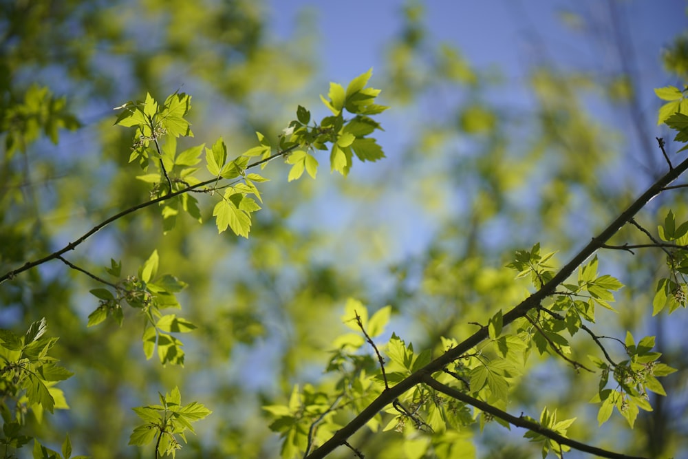 green leaves on tree branch during daytime