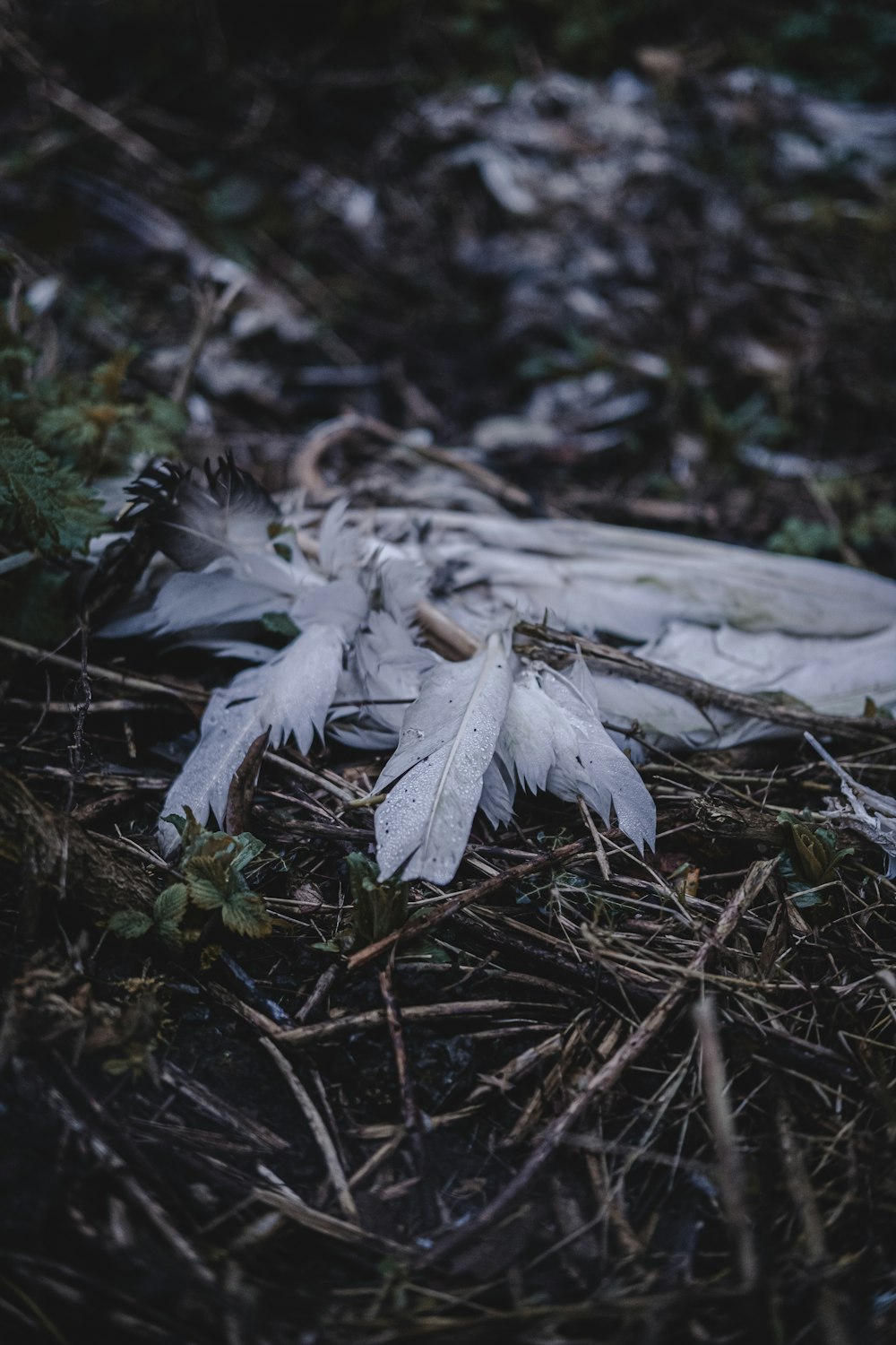 white and gray plant on ground