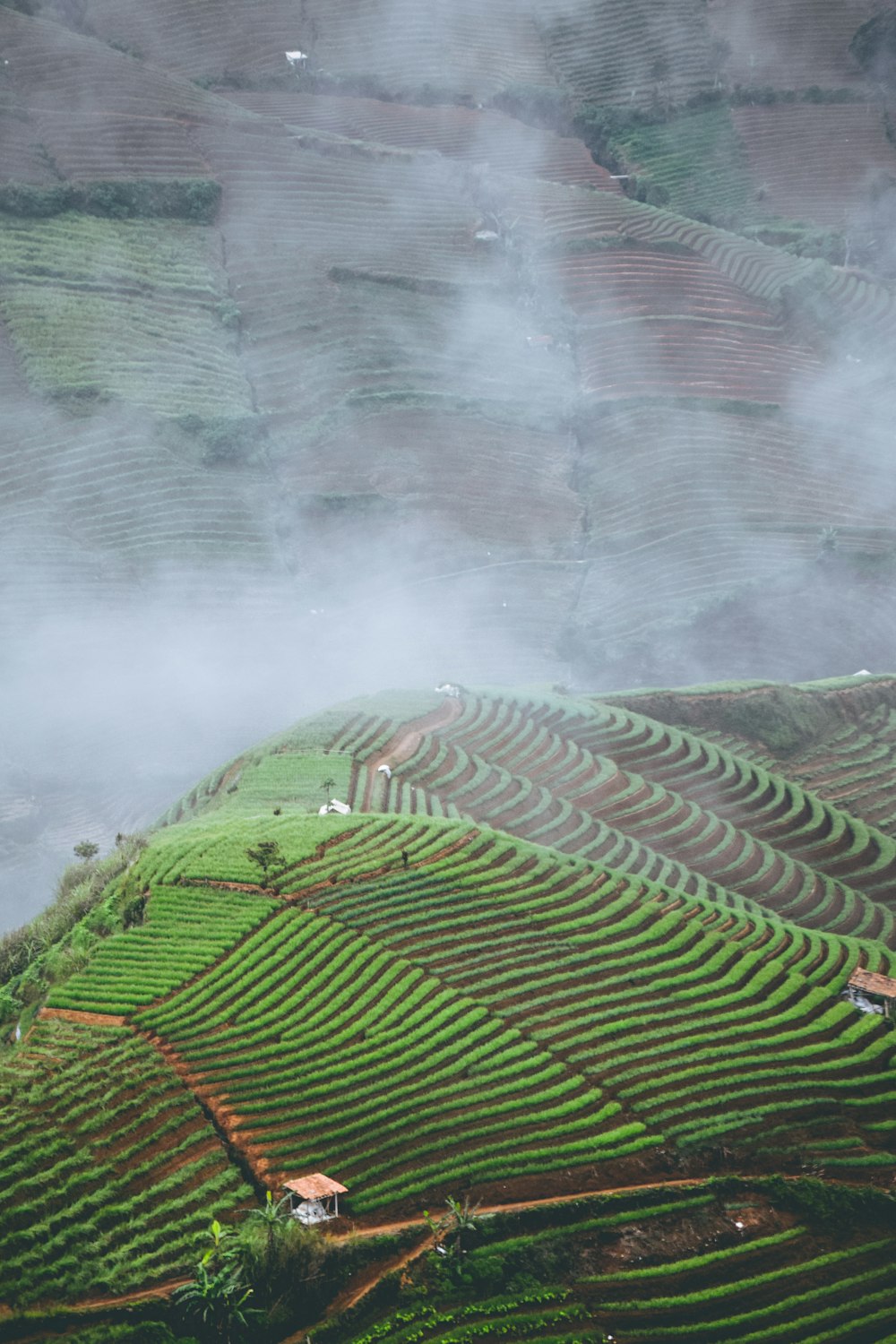 green rice field during daytime