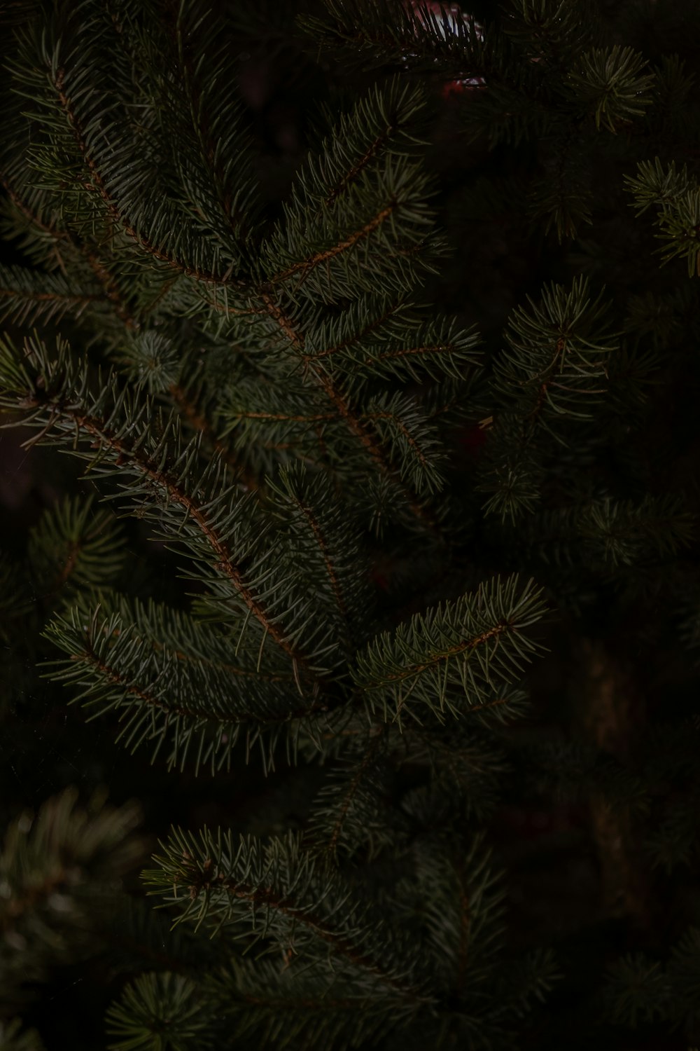 green and red pine tree