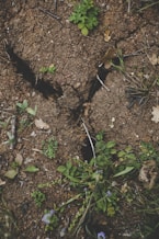 green plant on brown soil