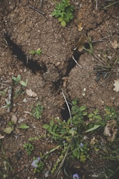 green plant on brown soil