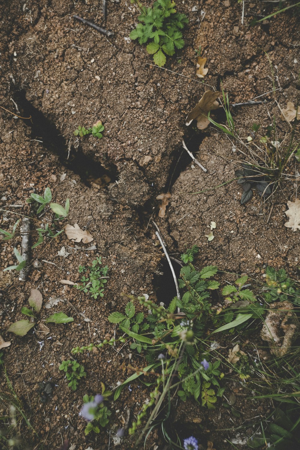 green plant on brown soil